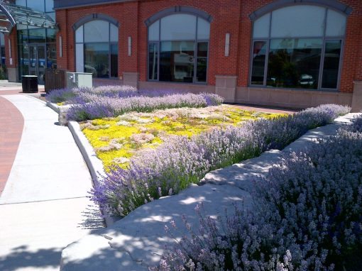 Collingwood Public Library & Green Roof